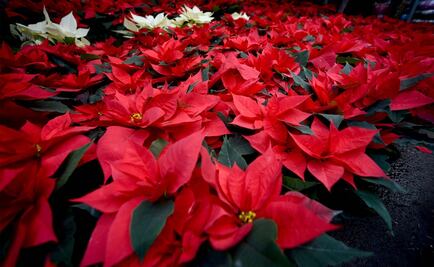 Productores de nochebuena piden permiso para vender en vía pública