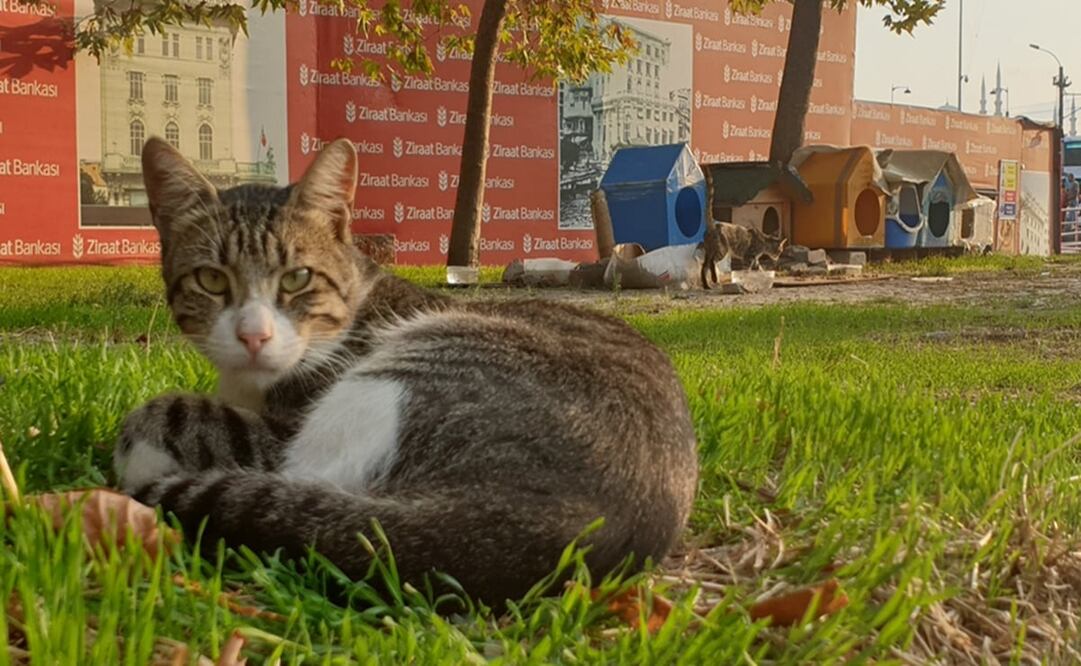 Los perros llevan un chip en la oreja como distintivo; los felinos disponen de pequeñas casas de plástico para dormir. Foto: Cortesía Victoria Moreno