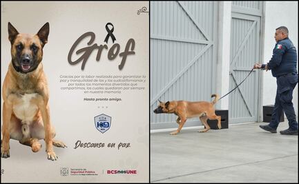 Hallan sin vida a “Grof”, agente canino especializado en detección de narcóticos en BCS; investigan causas del fallecimiento