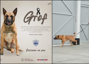 Hallan sin vida a “Grof”, agente canino especializado en detección de narcóticos en BCS; investigan causas del fallecimiento