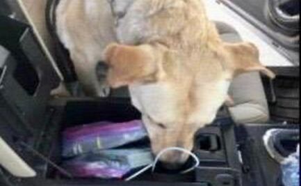 SAT decomisa 51 mil dólares en aduana de Tijuana