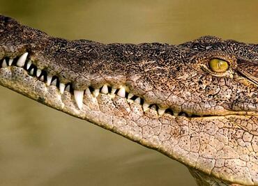 Dos especies de cocodrilos evolucionaron en paralelo en Suramérica y la India
