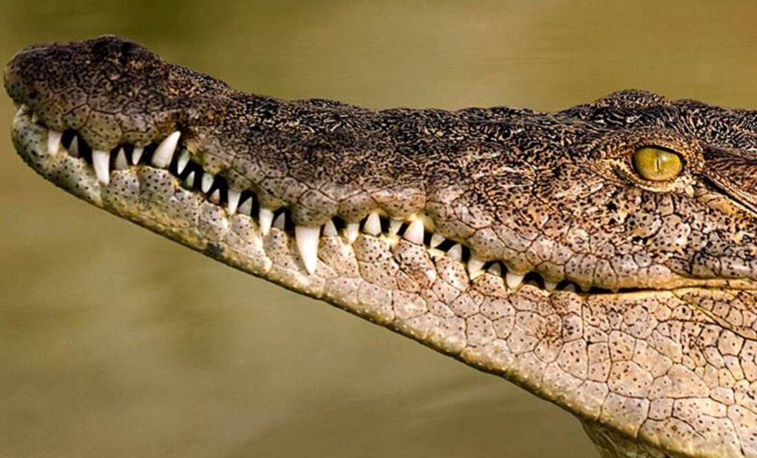 Este cocodrilo representa un estadio ancestral a partir del cual su linaje suramericano evolucionó hasta tener ojos completamente telescópicos. Foto: Archivo