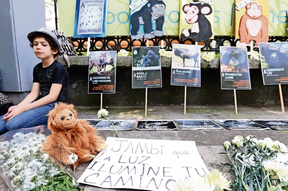 Vestidos de negro, con imágenes que recordaron el deceso de más de una decena de animales en Chapultepec, cerca de 20 animalistas lamentaron la indiferencia de niños y adultos (BERENICE FREGOSO. EL UNIVERSAL)