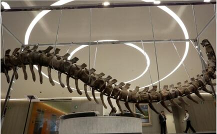 Dinosaur tail in auction for Mexico quake reconstruction