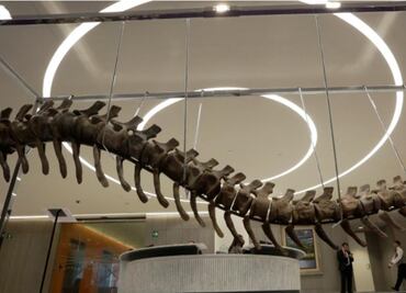 Dinosaur tail in auction for Mexico quake reconstruction