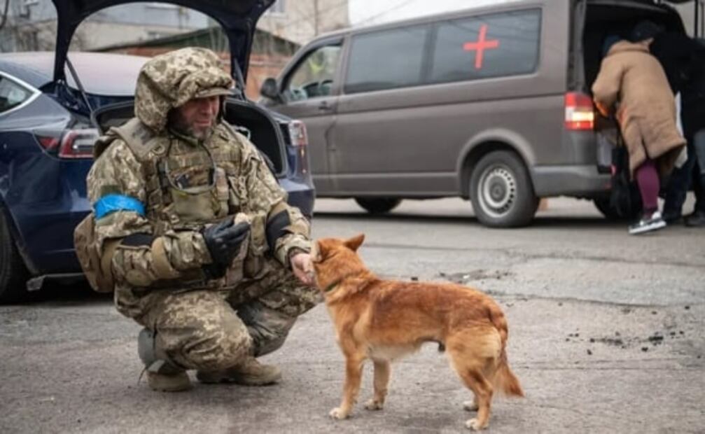Pese a la guerra, mascotas permanecen junto a los cuerpos de sus dueños en Ucrania 