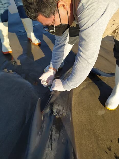 Encuentran ballenato muerto en playa de Mazatlán