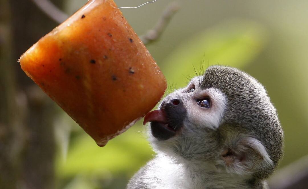 Los micos fueron los primeros en ser refrescados con helados con trozos de frutas (Fotos: AFP)