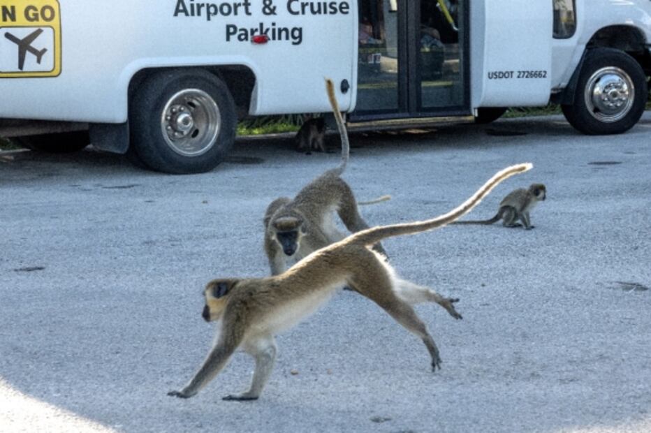 Un grupo de monos verdes causa incomodidad en estacionamiento de Florida 