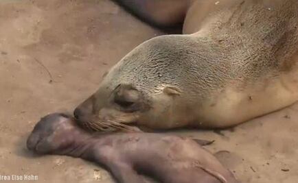 León marino 'llora' la muerte de su cría; conmueve redes