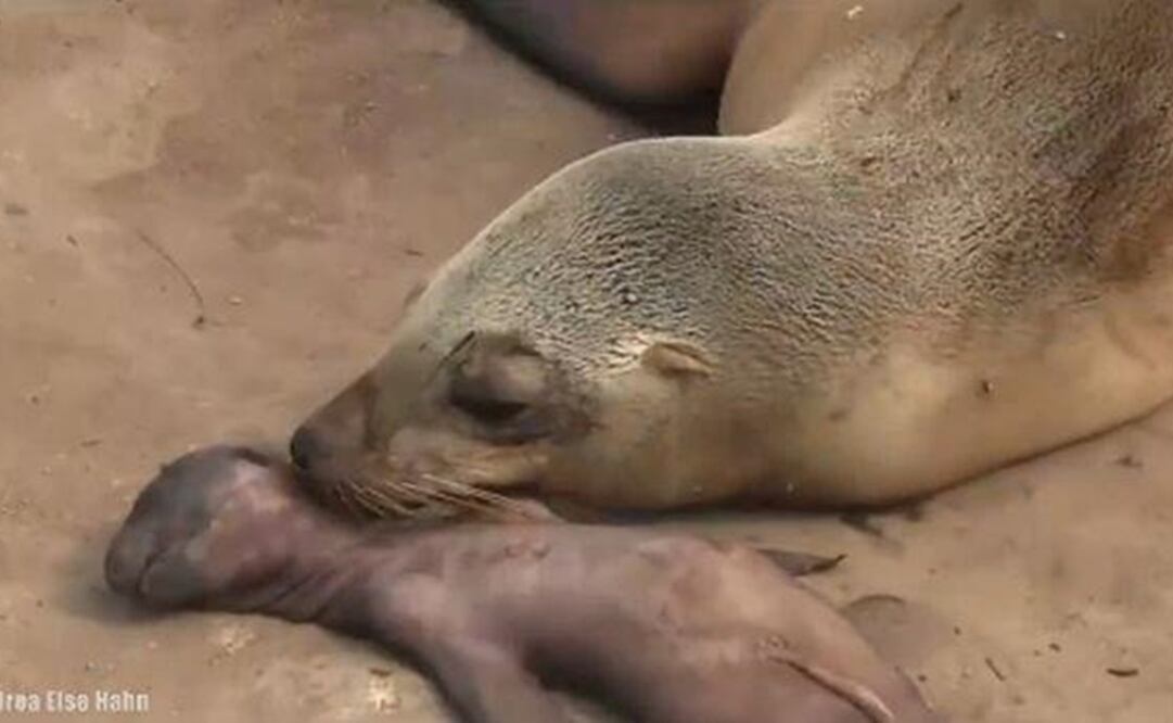 Foto: Facebook Andrea Else Hahn