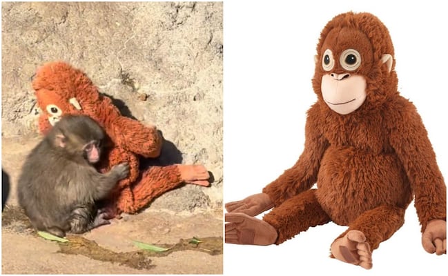 Conoce el origen de Djungelskog, el peluche del mono viral “Punch”; este es su precio en línea