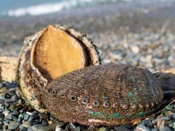 Conapesca anuncia periodos de veda y aprovechamiento de especies marinas; pide denunciar pesca ilegal