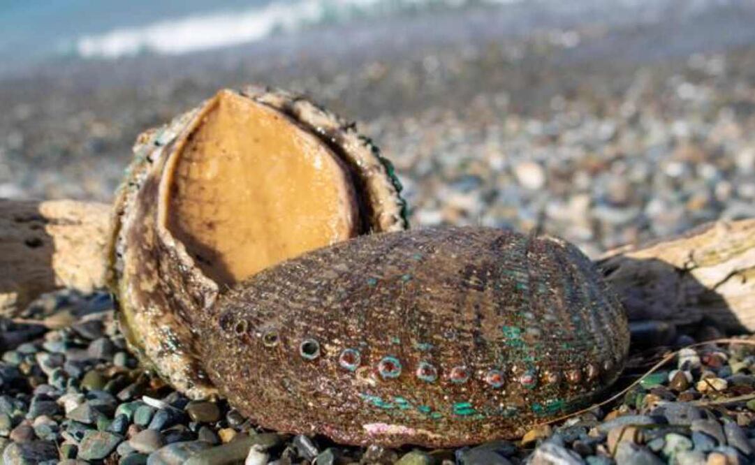 Conapesca informó que en septiembre iniciarán los periodos de veda y de aprovechamiento de doce especies marinas. Foto: Especial