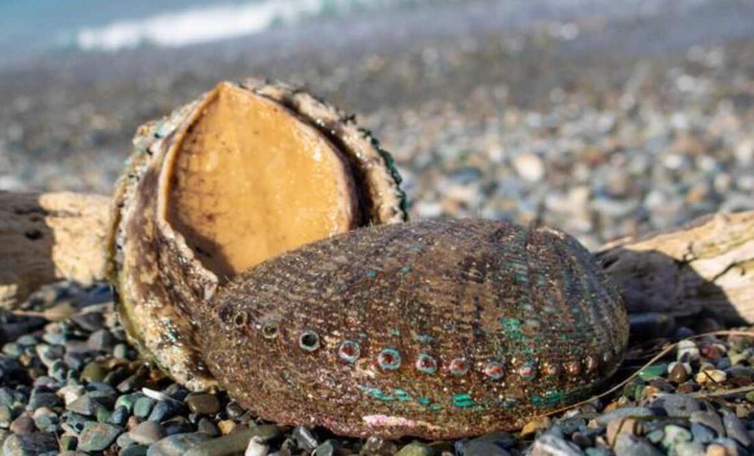 Conapesca informó que en septiembre iniciarán los periodos de veda y de aprovechamiento de doce especies marinas. Foto: Especial