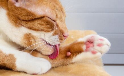 Descubre la razón por la que los gatos tienen la lengua áspera