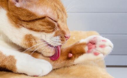 Descubre la razón por la que los gatos tienen la lengua áspera