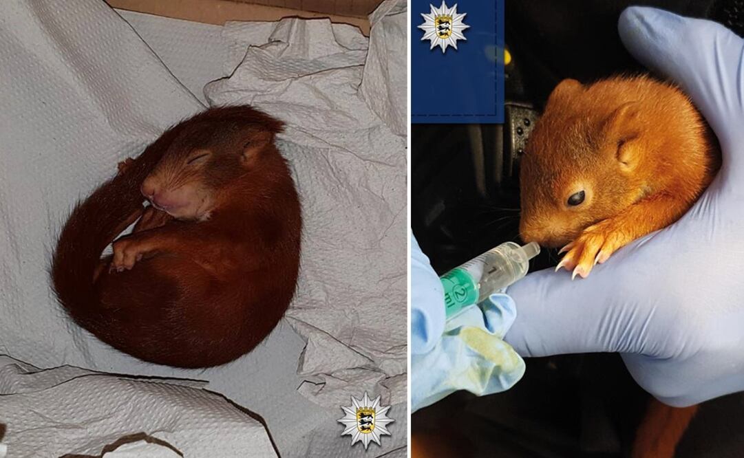 (Foto: Facebook Polizei Karlsruhe)