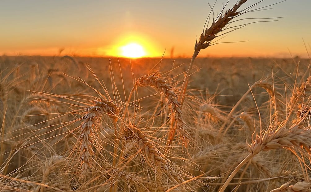 La panificadora mexicana destacó avances en nutrición, sustentabilidad e inclusión en su Informe Anual Integrado 2025. Foto: especial