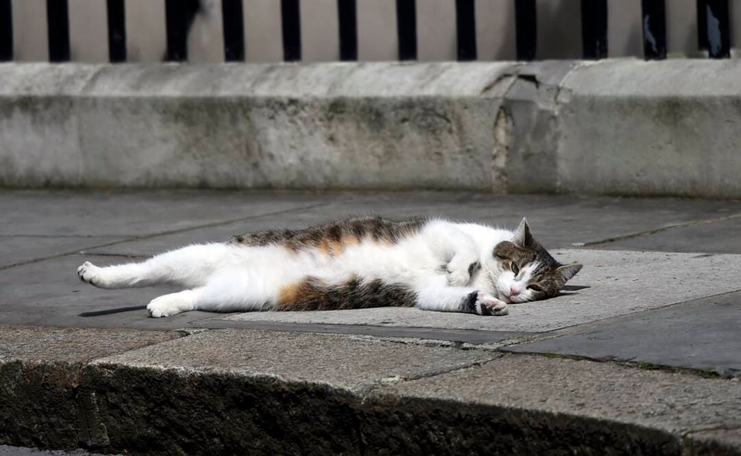 “Larry” es el gato callejero que fue adoptado en 2016 por la familia del exprimer ministro británico David Cameron. Foto: Archivo / Reuters