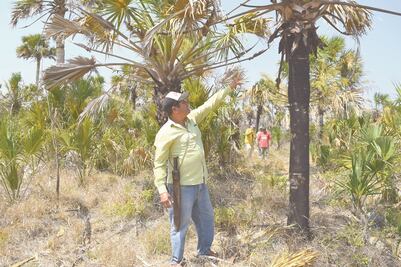 Eólicas amenazan bosques de palma, sustento de artesanos