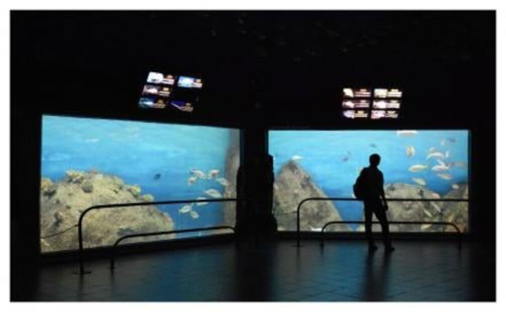 Acuario de Veracruz cerrará año con un millón de visitantes