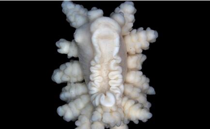 Descubren una nueva especie de invertebrado marino en la Antártida