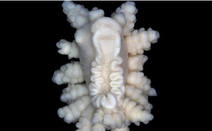 Descubren una nueva especie de invertebrado marino en la Antártida