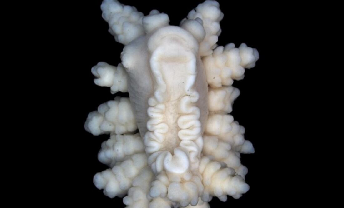 Descubren una nueva especie de invertebrado marino en la Antártida