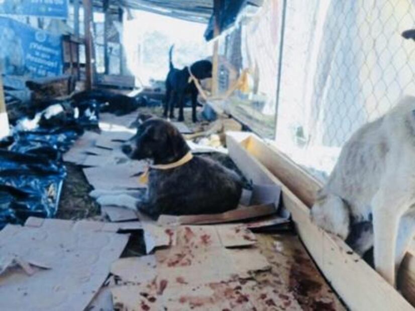 Denuncian presunto hacinamiento de más de 200 perros en refugio de Oaxaca