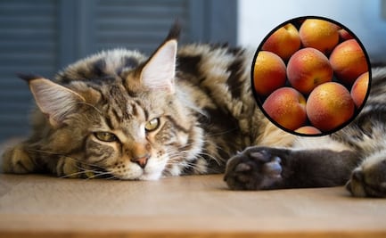 ¿El gato puede comer durazno? Veterinaria responde