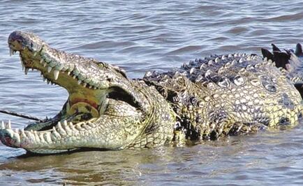 Encuentran placa ortopédica en estómago de cocodrilo en Australia