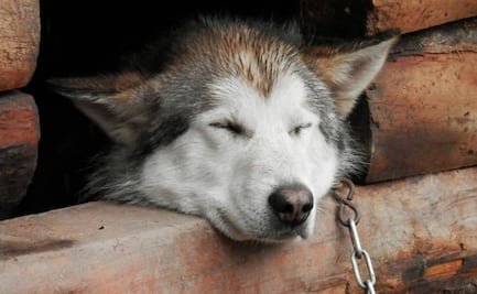 Presentan iniciativa para prohibir venta y uso de collares de castigo para perros en la CDMX