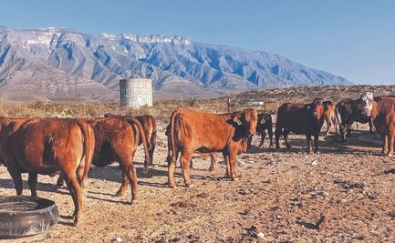 Estiman más de 110 mdd en pérdidas por gusano 