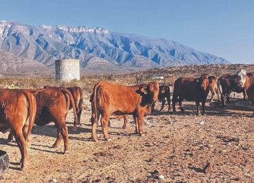 Estiman más de 110 mdd en pérdidas por gusano