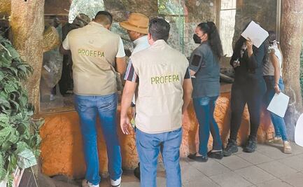Profepa alista denuncia ante la FGR por zoológico