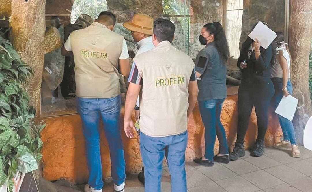La Profepa realizó una inspeción en el zoológico Zoochilpan de Chilpancingo y adelantó que presentará una denuncia ante la FGR. Foto: ESPECIAL