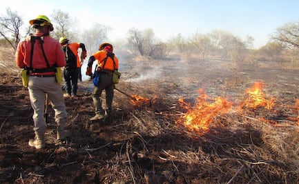 Controlan y sofocan incendio forestal en la sierra del Quiriego, Sonora