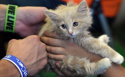 Finalizan investigaciones científicas con gatos en Departamento de Agricultura de EU