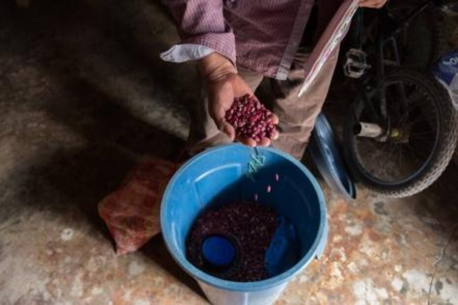 En Yucatán logran frenar cultivos transgénicos ante la SCJN