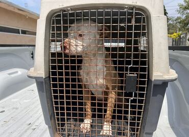 Rescatan a perrito que sufría maltrato en Ciudad Victoria, Tamaulipas