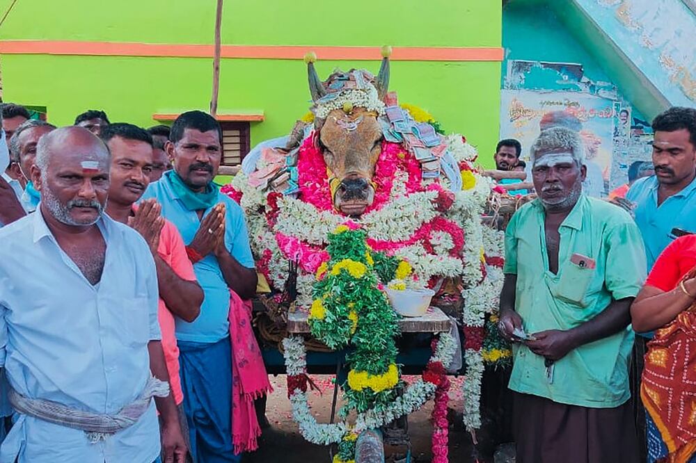 Los funerales con gran pompa de animales reverenciados son comunes en India rural. (Foto: AFP)