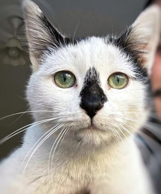 ¿Los mejores amigos? "Enkaz", gatito rescatado en Turquía, tiene nuevo dueño