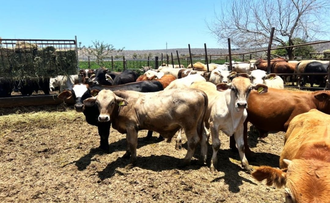 Refuerzan blindaje sanitario en BCS; alerta por riesgo del gusano barrenador. Foto: Especial