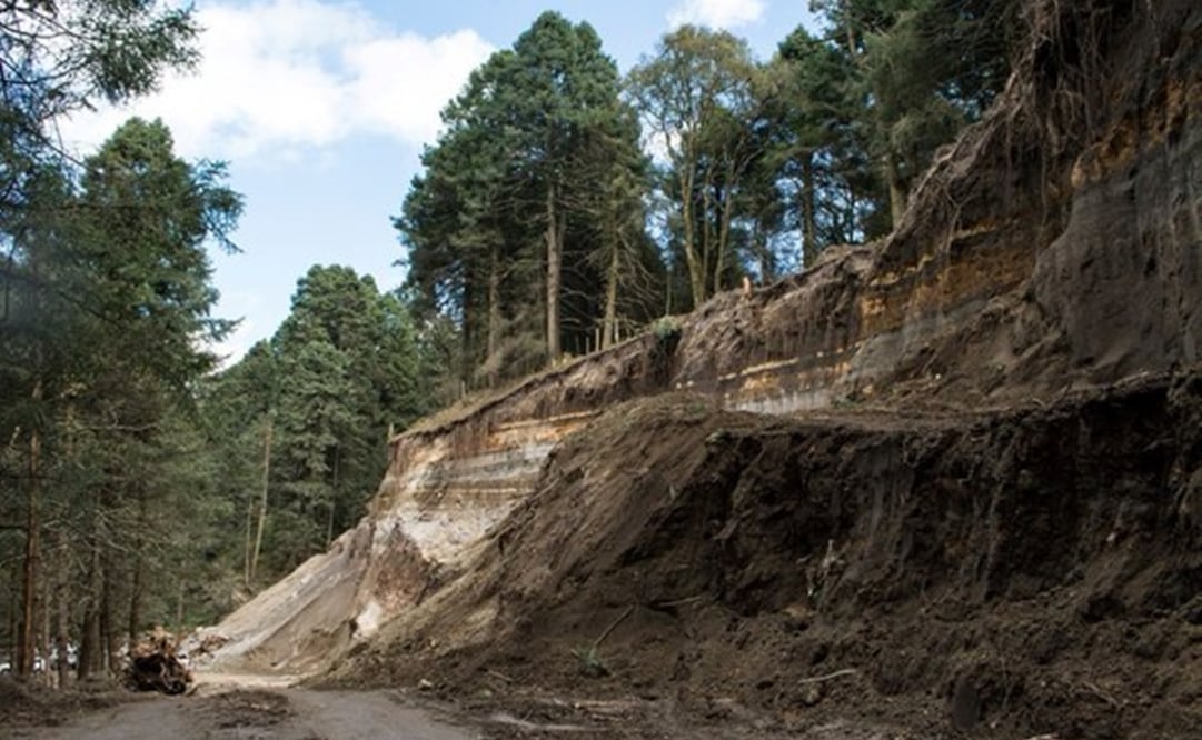 (Foto: Tomada de Twitter @PROFEPA_Mx / El Universal)