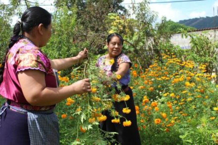 Mujeres tzotziles, cultivadoras de la flor de cempasúchil en Zinacantán, Chiapas