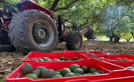 Reanudan corte y exportación de aguacate michoacano a Estados Unidos 