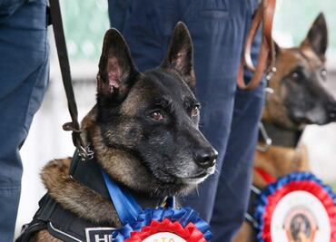 Molly y Héctor: perritos policías en CDMX se jubilan; son despedidos con honor