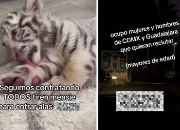 “Seguimos contratando” en CJNG; 6 cuentas de TikTok burlan limpia de Harfuch